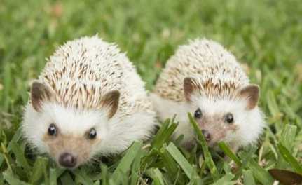 刺蝟洗澡 刺蝟洗澡