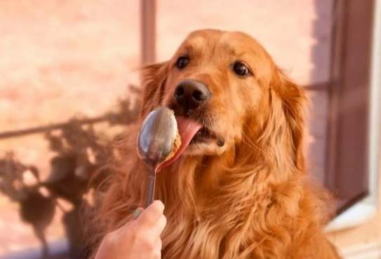 狗能吃杏仁嗎 狗能吃杏仁嗎