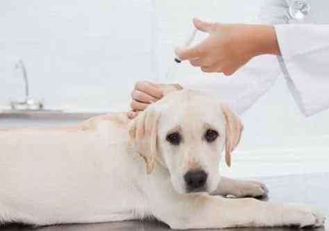 預防幼犬脹氣 預防幼犬脹氣