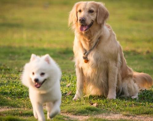 狗狗心臟病分期 狗狗心臟病分期