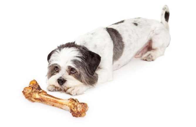 狗吃魚腹瀉 狗吃魚腹瀉