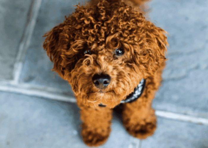 貴賓狗毛髮護理 貴賓狗毛髮護理