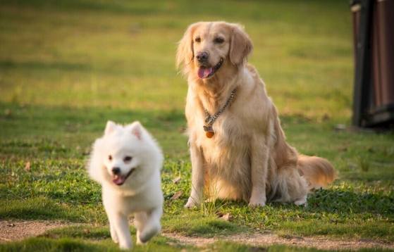 狗狗吐異物原因 狗狗吐異物原因