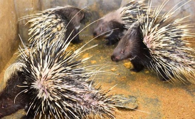 箭豬射箭教學 箭豬射箭教學