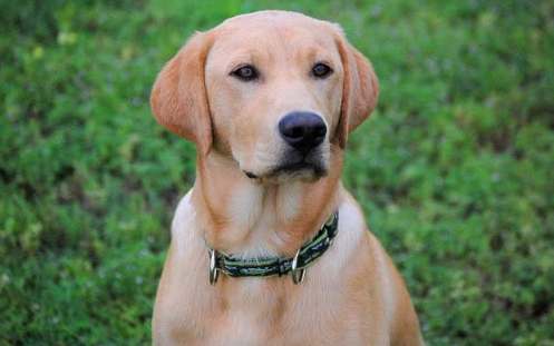 拉布拉多犬聰明排名 拉布拉多犬聰明排名