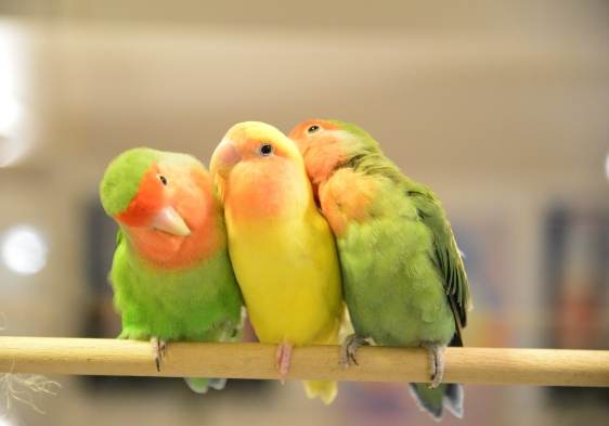 小鳥吃柿子安全嗎 小鳥吃柿子安全嗎