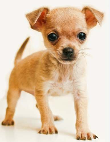 芝娃娃惡行為全攻略：破解吉娃娃負面習慣的終極指南