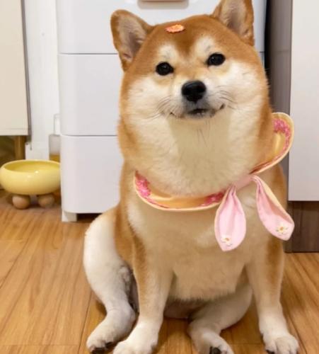 柴犬護理技巧 柴犬護理技巧