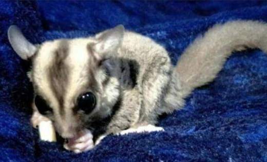 蜜袋鼯气味 蜜袋鼯气味