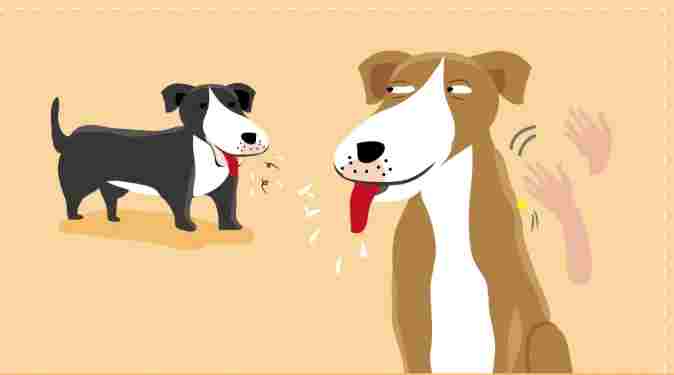 狗狗清晨咳嗽原因