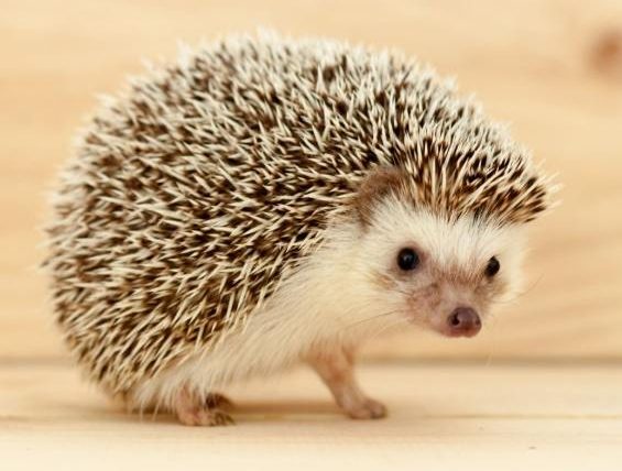 刺蝟晚上要開燈嗎？