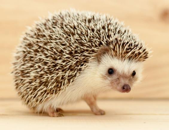 刺蝟晚上要開燈嗎 刺蝟晚上要開燈嗎