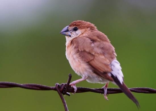 文鳥品種 文鳥品種