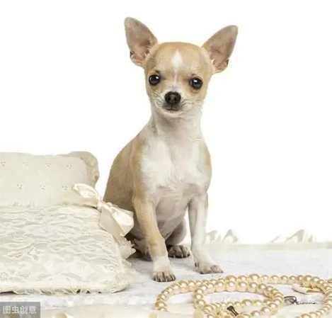 吉娃娃壽命影響因素