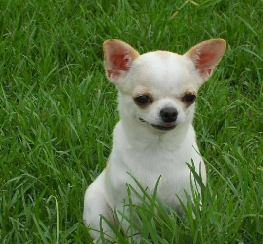 狗狗寄生蟲治療