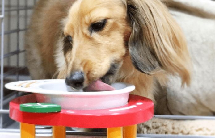 狗鮮食克數計算全攻略：精準掌握毛孩每日營養需求與份量指南