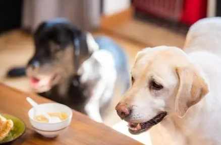 狗粥食譜 狗粥食譜
