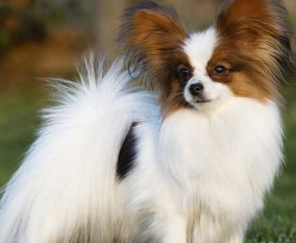 蝴蝶犬 品種 歷史 蝴蝶犬 品種 歷史