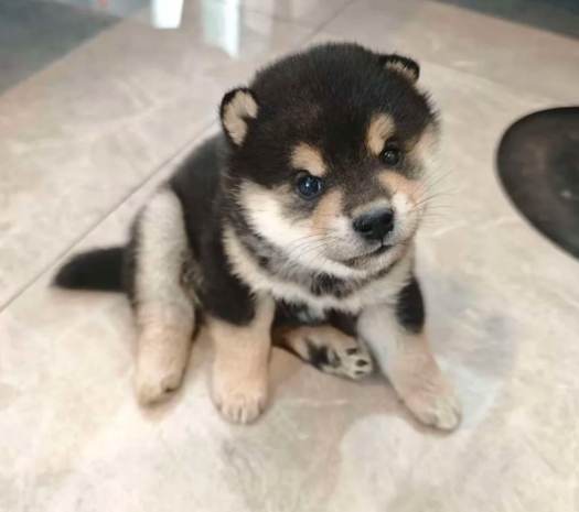 柴犬訓練技巧 柴犬訓練技巧