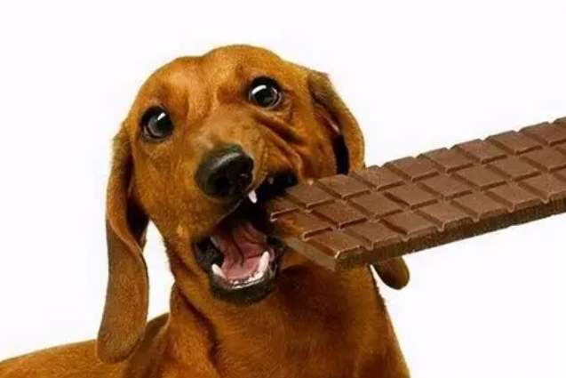 狗狗吃到巧克力