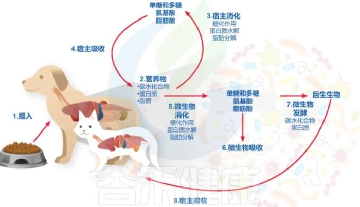 狗狗脫水電解質失衡 狗狗脫水電解質失衡