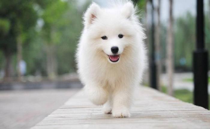 不亂叫的狗：選擇安靜犬種與訓練技巧的終極指南