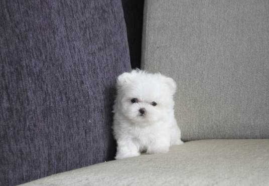 马尔济斯犬训练 马尔济斯犬训练