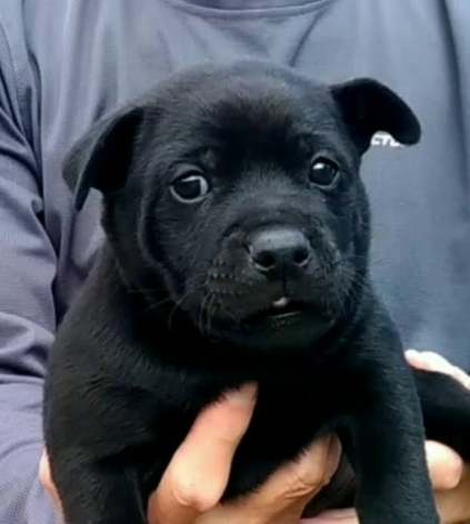 台灣土狗幼犬飼養全攻略：從挑選、照顧到訓練的完整指南