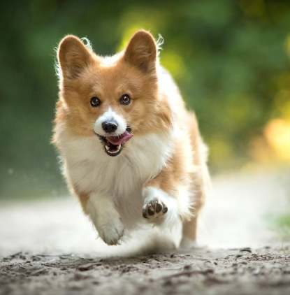 狗狗心臟病治療 狗狗心臟病治療