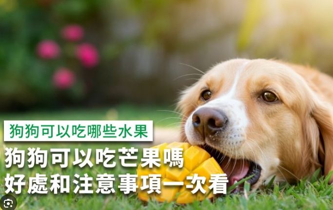 芒果乾對狗的好處