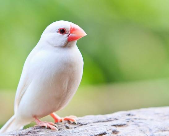 文鳥飼養 文鳥飼養