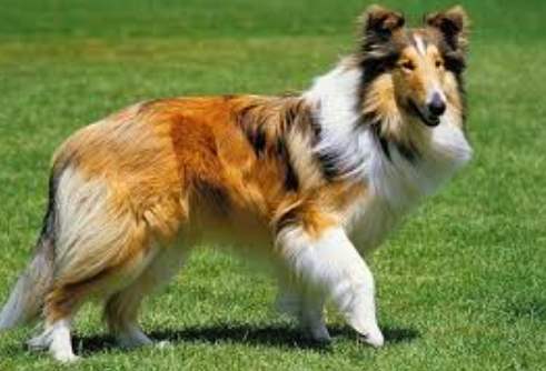 蝴蝶犬聰明程度 蝴蝶犬聰明程度