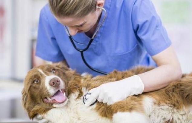 老狗不吃藥處理 老狗不吃藥處理