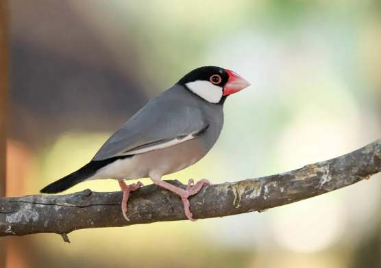 文鳥顏色 文鳥顏色