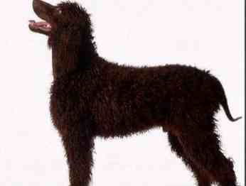 水獵犬種類 水獵犬種類