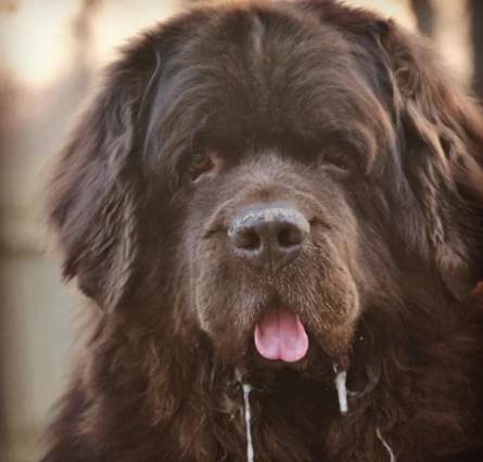 狗狗流口水原因