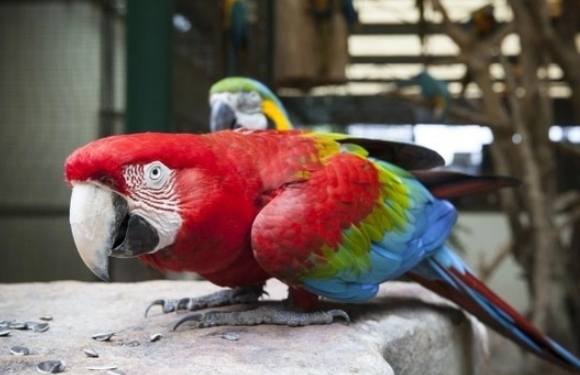 虎皮鸚鵡發情照顧