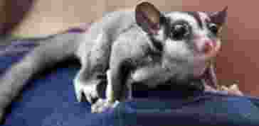 蜜袋鼯一次生幾隻 蜜袋鼯一次生幾隻