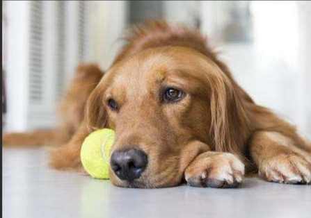 狗狗糖尿病症狀