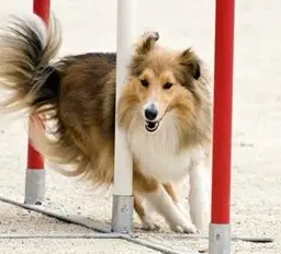 喜樂蒂牧羊犬饲养 喜樂蒂牧羊犬饲养