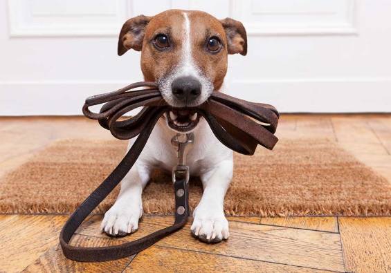 牽狗散步 牽狗散步