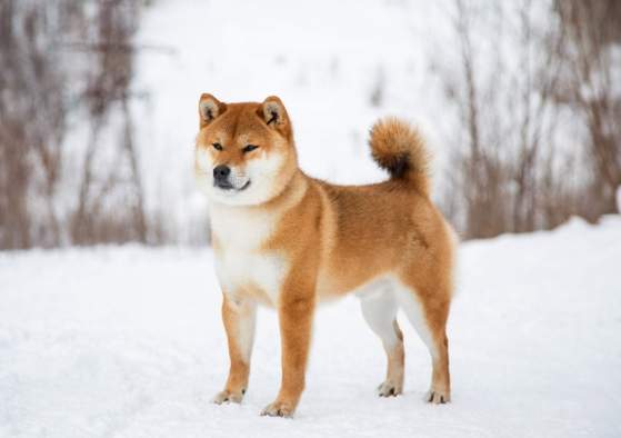 柴犬每月開銷 柴犬每月開銷