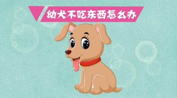 狗狗冬天不吃飯 狗狗冬天不吃飯