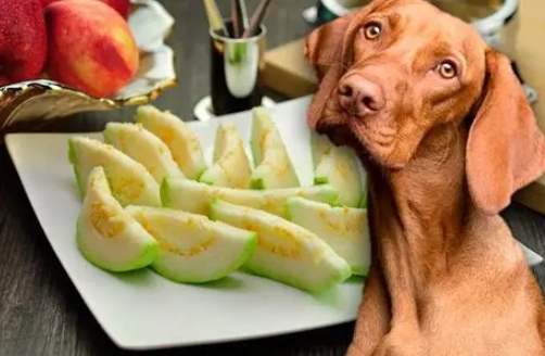 狗可以吃奇异果嗎