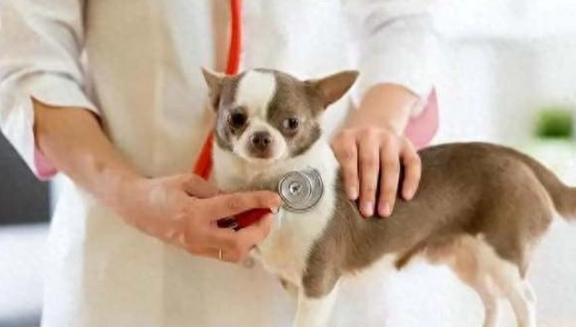 狗狗心跳測量全攻略：如何準確監測毛孩健康狀態