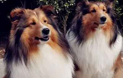 喜樂蒂牧羊犬饲养 喜樂蒂牧羊犬饲养