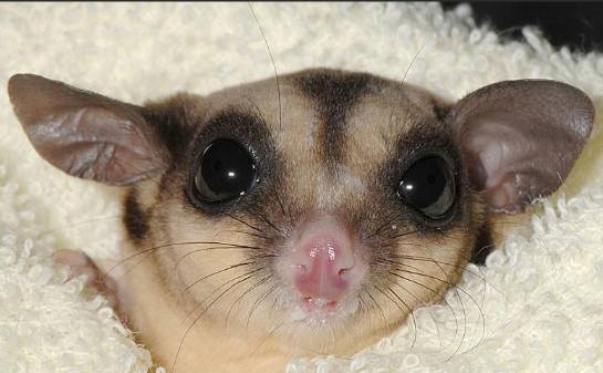 蜜袋鼯叫聲原因 蜜袋鼯叫聲原因