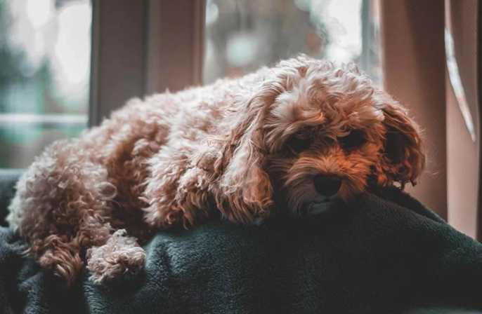 狗狗站不起來怎麼辦？完整指南解析原因、急救與治療方法