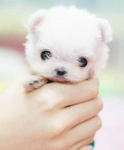 最小型犬健康問題