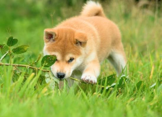豆柴 特徵 豆柴 特徵